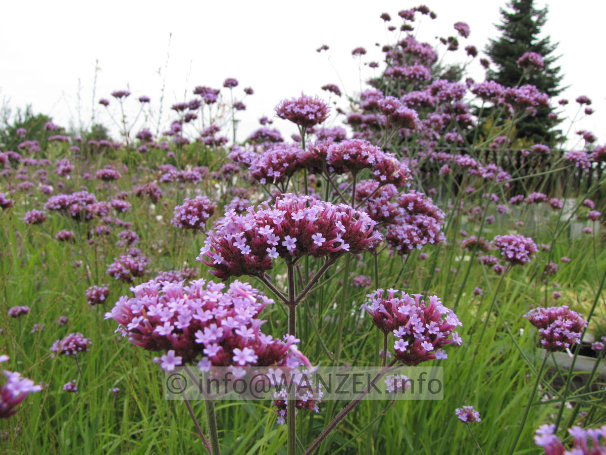 Verbena bonariense 04.JPG
